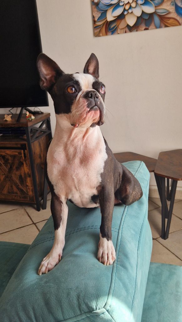 Si belle des lavandes de la Sainte Victoire